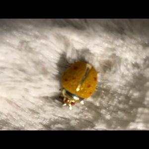 Small orange beetle bug pin